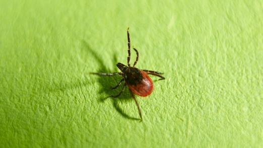 close-up of a tick on green background